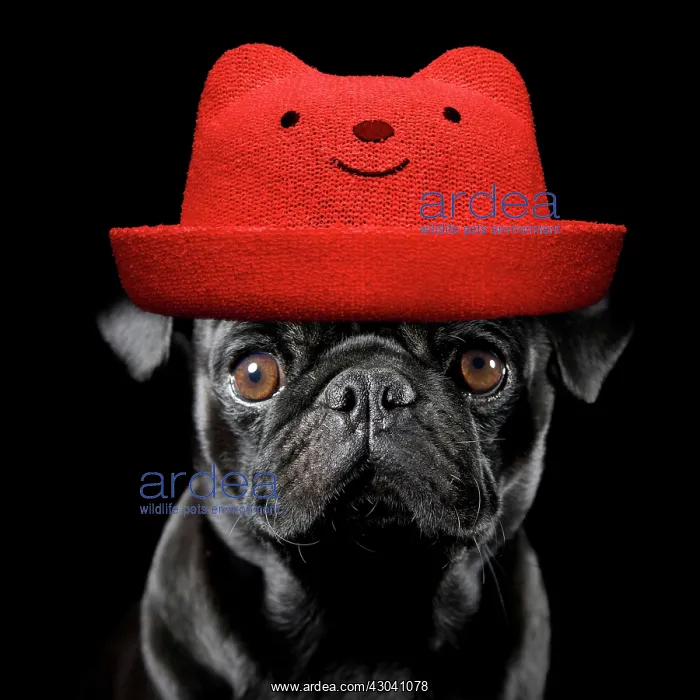 : Dog - Pug wearing red hat : Dog - Pug wearing red hat