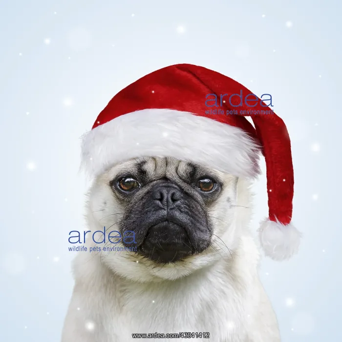 : DOG. Pug wearing a Santa Hat : DOG. Pug wearing a Santa Hat