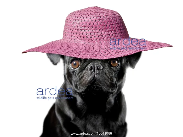 : Dog - Pug wearing sun hat : Dog - Pug wearing sun hat