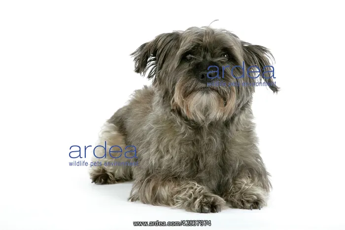  : DOG - Pugairn - Pug cross Cairn Terrier