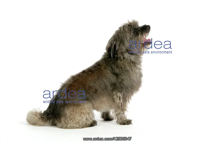  : DOG - Pugairn - Pug cross Cairn Terrier
