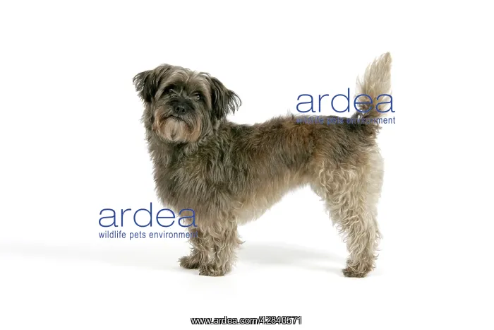  : DOG - Pugairn - Pug cross Cairn Terrier