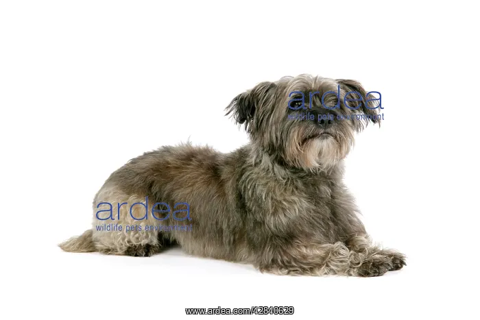  : DOG - Pugairn - Pug cross Cairn Terrier