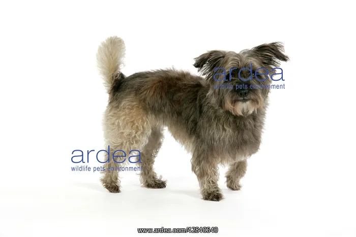  : DOG - Pugairn - Pug cross Cairn Terrier