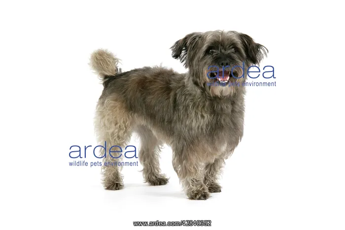  : DOG - Pugairn - Pug cross Cairn Terrier