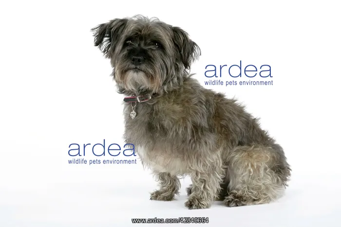  : DOG - Pugairn - Pug cross Cairn Terrier