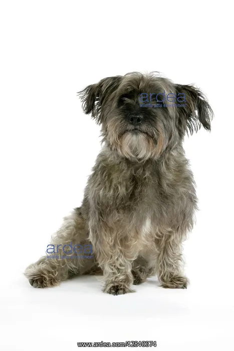  : DOG - Pugairn - Pug cross Cairn Terrier
