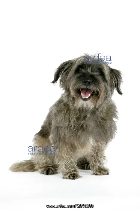  : DOG - Pugairn - Pug cross Cairn Terrier