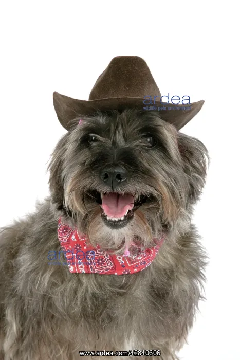 : DOG - Pugairn - Pug cross Cairn Terrier wearing : DOG - Pugairn - Pug cross Cairn Terrier wearing