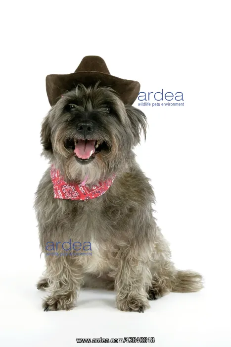 : DOG - Pugairn - Pug cross Cairn Terrier wearing : DOG - Pugairn - Pug cross Cairn Terrier wearing