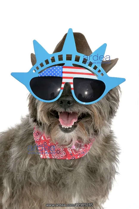 : DOG - Pugairn - Pug cross Cairn Terrier wearing : DOG - Pugairn - Pug cross Cairn Terrier wearing