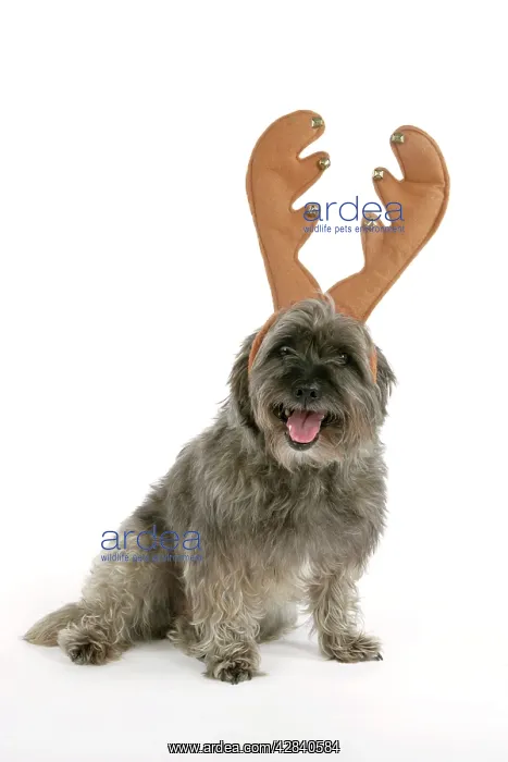 : DOG - Pugairn - Pug cross Cairn Terrier wearing antlers : DOG - Pugairn - Pug cross Cairn Terrier wearing antlers