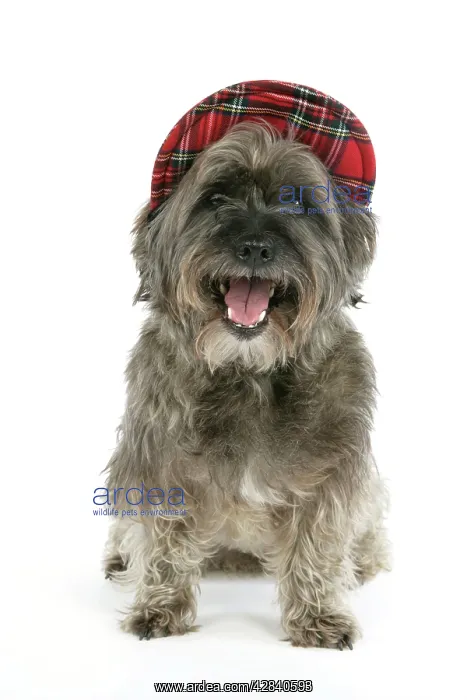 : DOG - Pugairn - Pug cross Cairn Terrier wearing a tartan hat : DOG - Pugairn - Pug cross Cairn Terrier wearing a tartan hat