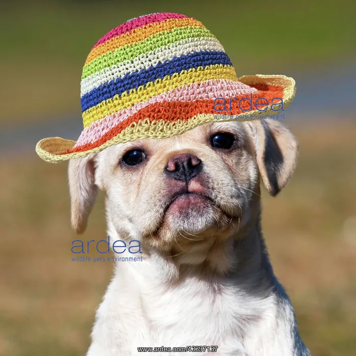 : Dog - Puggle puppy wearing a rainbow straw hat : Dog - Puggle puppy wearing a rainbow straw hat