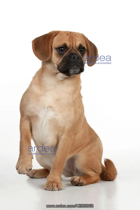 : DOG - Puggle sitting : DOG - Puggle sitting