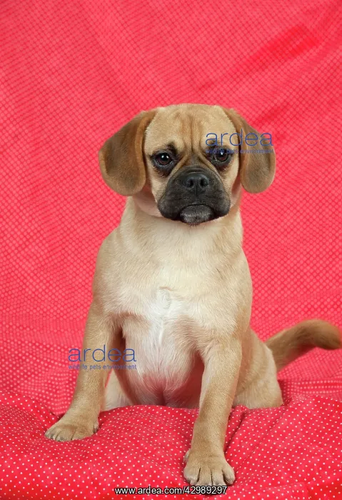 : DOG - Puggle sitting on red blanket : DOG - Puggle sitting on red blanket