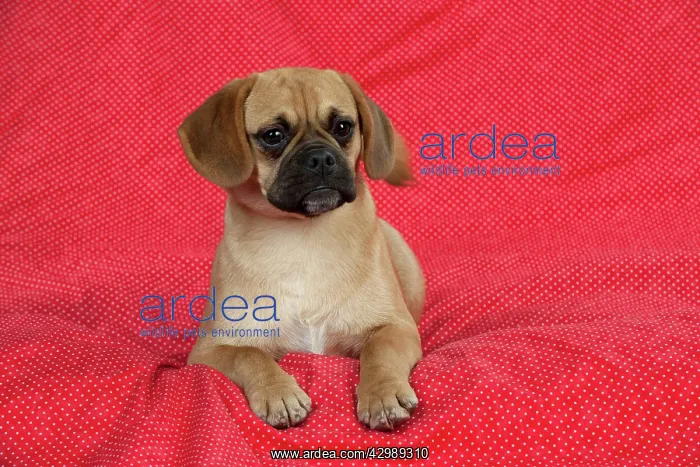 : DOG - Puggle sitting on red blanket : DOG - Puggle sitting on red blanket