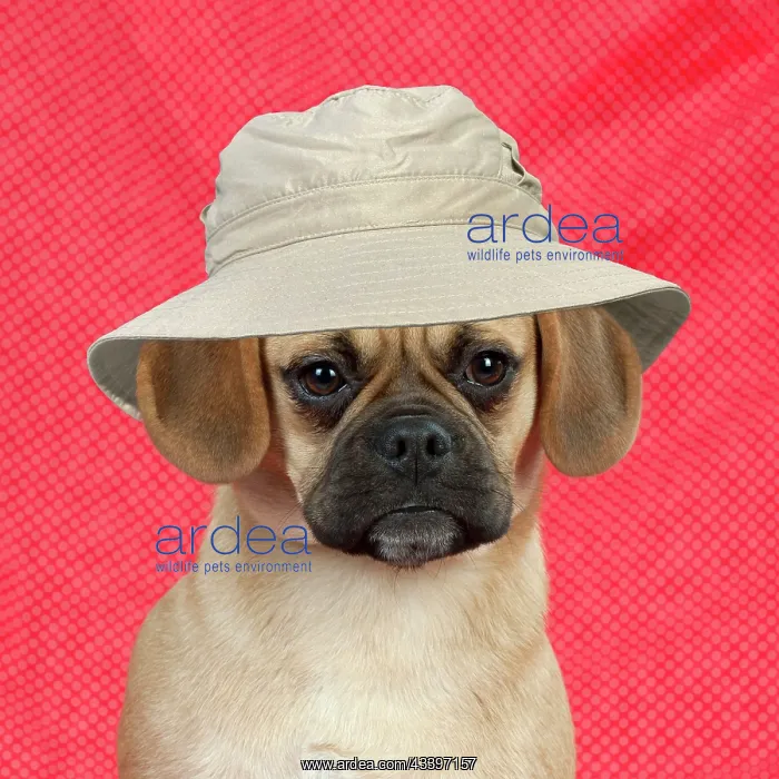 : DOG - Puggle sitting on red blanket : DOG - Puggle sitting on red blanket