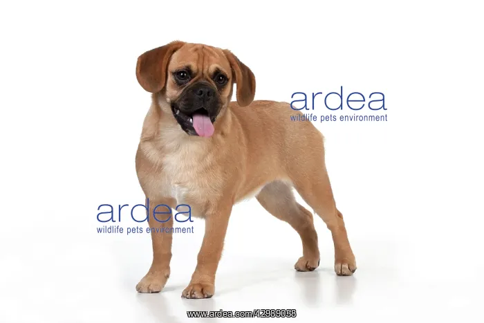 : DOG - Puggle with tongue hanging out : DOG - Puggle with tongue hanging out