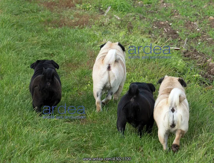  : Dog Pugs