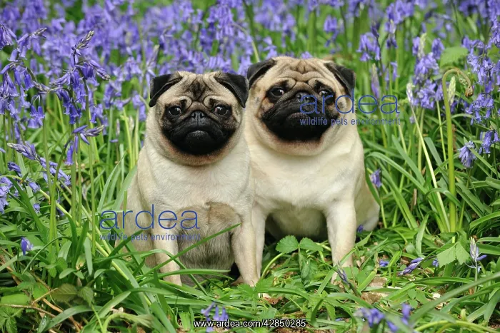 : DOG. Pugs sitting together in bluebells : DOG. Pugs sitting together in bluebells