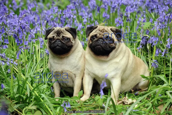 : DOG. Pugs sitting together in bluebells : DOG. Pugs sitting together in bluebells