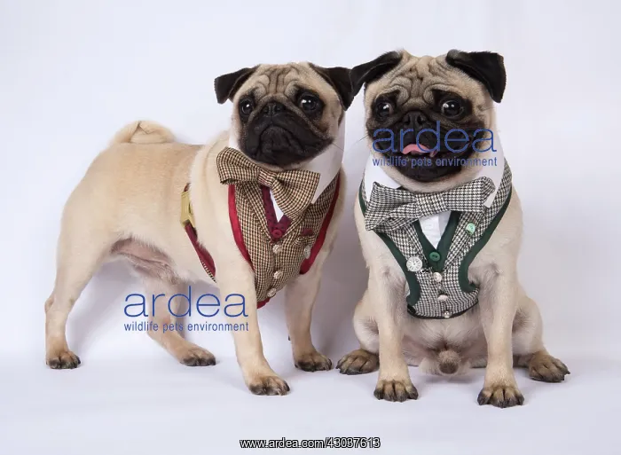  : DOG. Pugs wearing smart waistcoat harnes