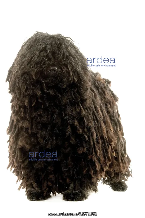 : Dog - Puli : Dog - Puli
