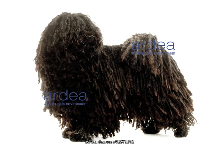 : Dog - Puli : Dog - Puli