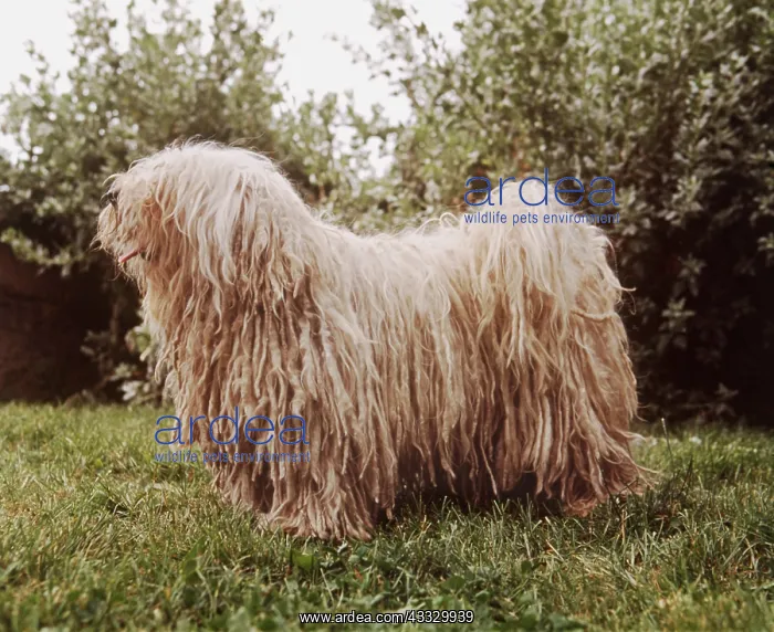 : DOG - PULI / Hungarian Sheepdog - STANDS OUTSIDE : DOG - PULI / Hungarian Sheepdog - STANDS OUTSIDE