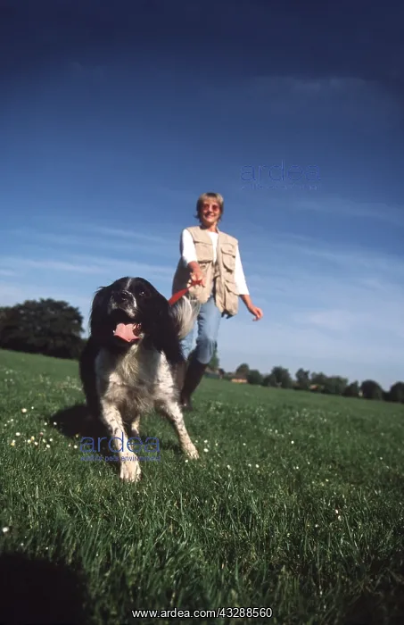 : DOG - pulling owner on lead, whilst being taken for a walk : DOG - pulling owner on lead, whilst being taken for a walk