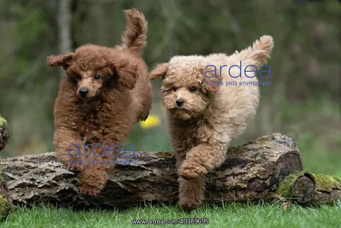 : DOG, PUPPIES, 14 WEEKS OLD, POODLE, CAVAPOO, JUMPING : DOG, PUPPIES, 14 WEEKS OLD, POODLE, CAVAPOO, JUMPING