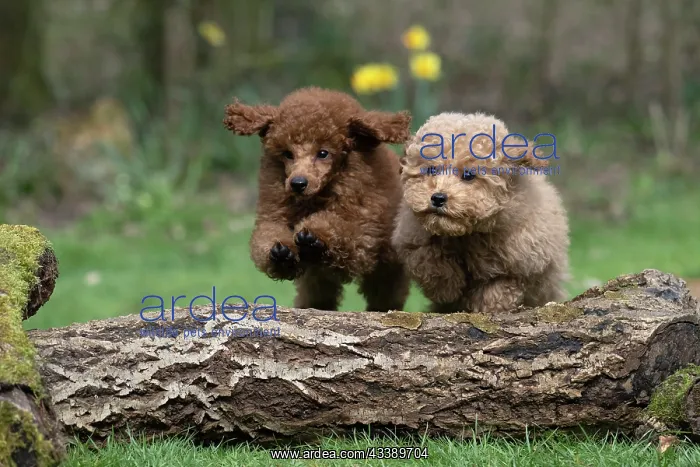 : DOG, PUPPIES, 14 WEEKS OLD, POODLE, CAVAPOO, JUMPING : DOG, PUPPIES, 14 WEEKS OLD, POODLE, CAVAPOO, JUMPING