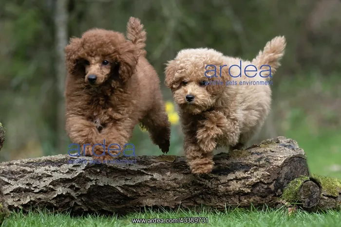 : DOG, PUPPIES, 14 WEEKS OLD, POODLE, CAVAPOO, JUMPING : DOG, PUPPIES, 14 WEEKS OLD, POODLE, CAVAPOO, JUMPING