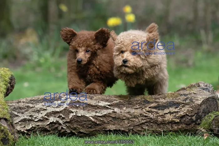 : DOG, PUPPIES, 14 WEEKS OLD, POODLE, CAVAPOO, JUMPING : DOG, PUPPIES, 14 WEEKS OLD, POODLE, CAVAPOO, JUMPING