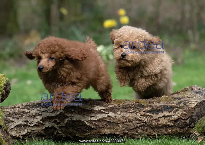 : DOG, PUPPIES, 14 WEEKS OLD, POODLE, CAVAPOO, JUMPING : DOG, PUPPIES, 14 WEEKS OLD, POODLE, CAVAPOO, JUMPING