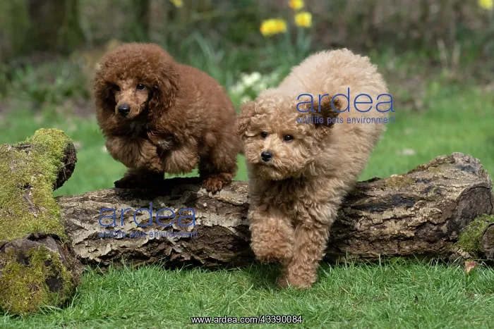 : DOG, PUPPIES, 14 WEEKS OLD, POODLE, CAVAPOO, JUMPING : DOG, PUPPIES, 14 WEEKS OLD, POODLE, CAVAPOO, JUMPING