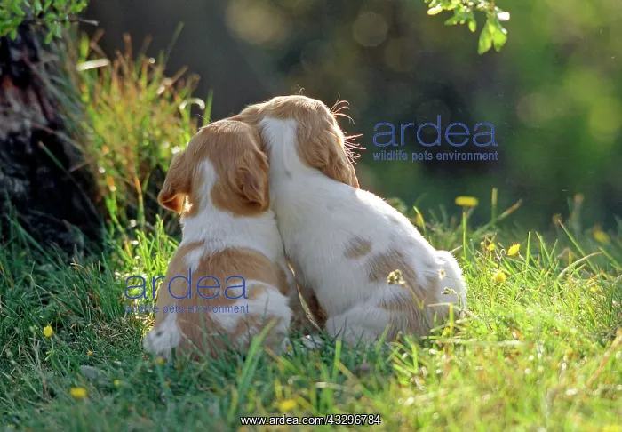 : Dog - two puppies Best friends : Dog - two puppies Best friends