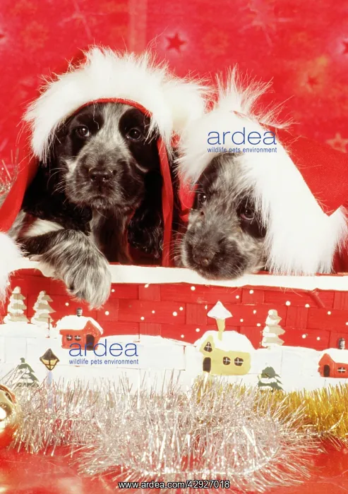  : Dog - two puppies in Christmas hats