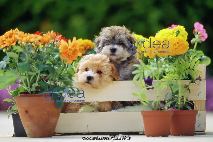  : DOG - two puppies in crate with Autumn flowers