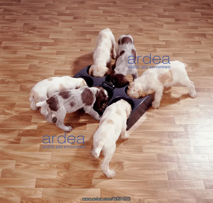 : Dog - Puppies eating : Dog - Puppies eating