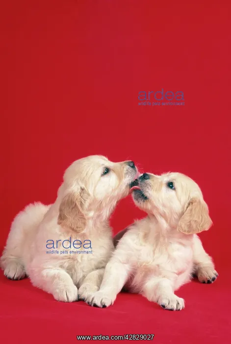 : DOG - Puppies kissing : DOG - Puppies kissing