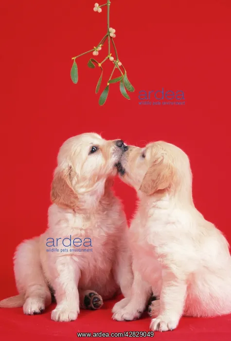 : Dog - two puppies kissing under misletoe : Dog - two puppies kissing under misletoe