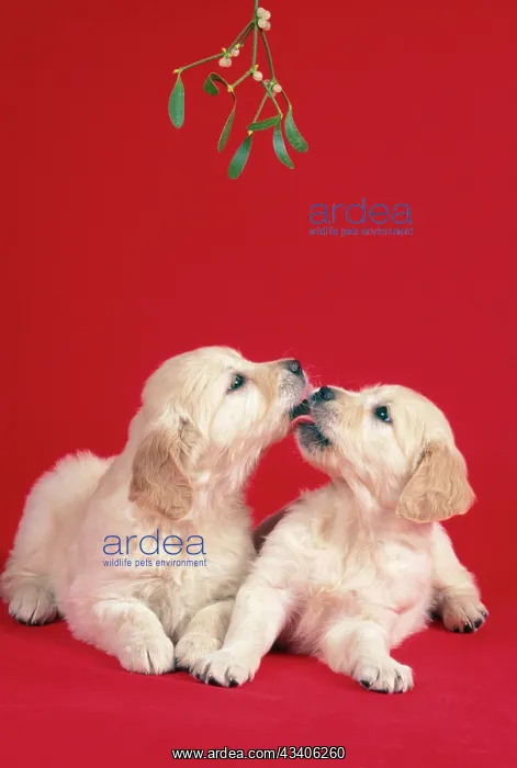  : DOG - two puppies kissing under the mistletoe
