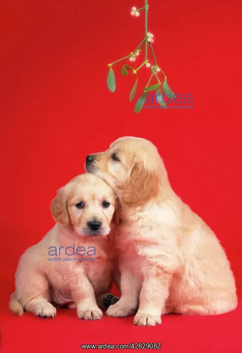 : Dog - puppies under mistletoe : Dog - puppies under mistletoe