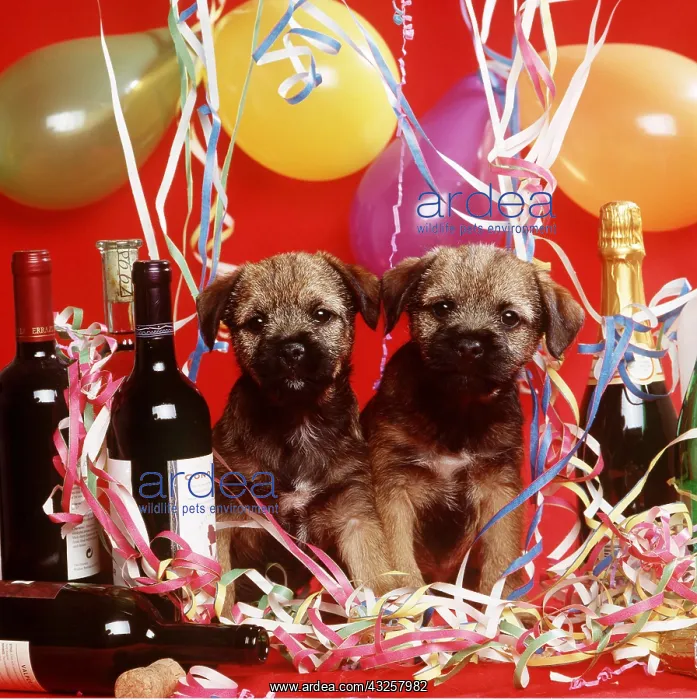 : DOG - PUPPIES AT PARTY : DOG - PUPPIES AT PARTY