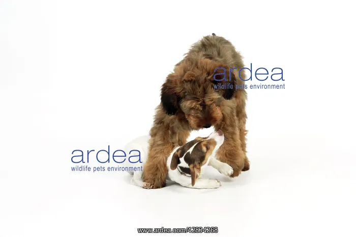  : Dog - Puppies playing (Briard and Jack Russell)