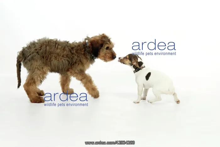  : Dog - Puppies playing (Briard and Jack Russell)