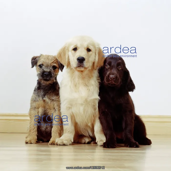 : DOG - three Puppies in a row : DOG - three Puppies in a row