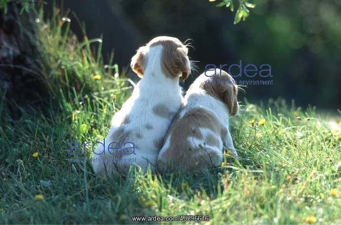 : DOG - Puppies x two Best friends : DOG - Puppies x two Best friends